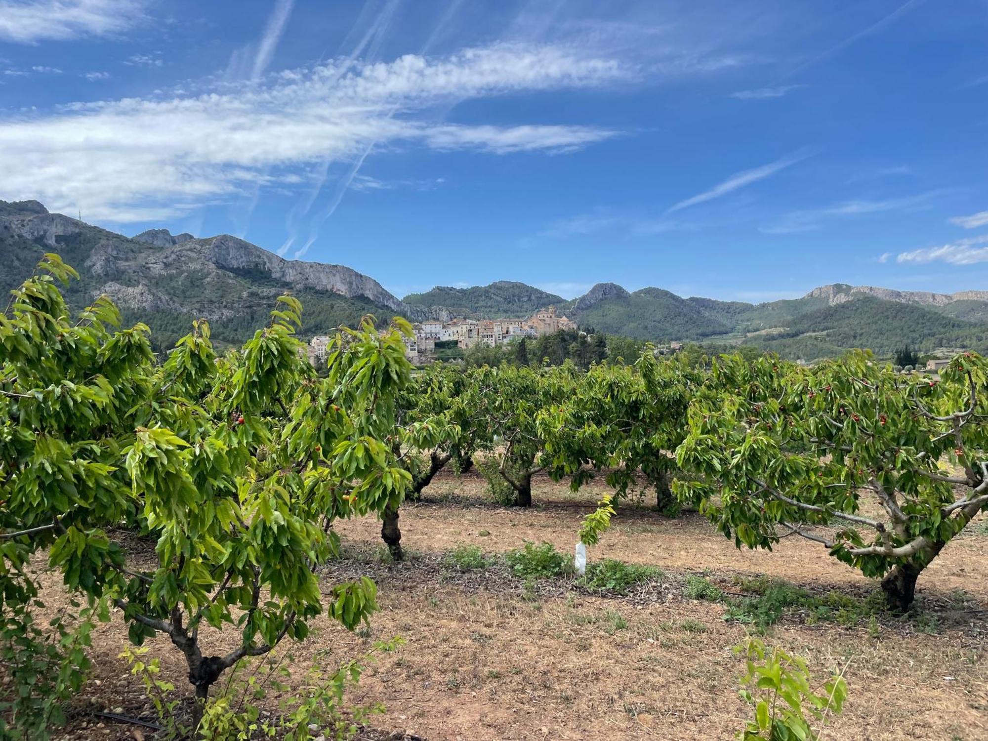 Homestay Ca Blai De Brull En El Centro De Tivissa